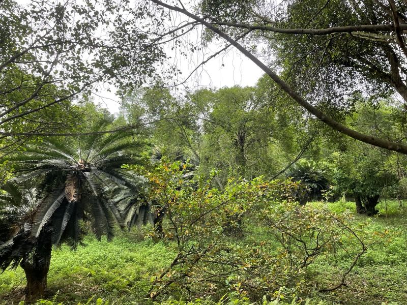 "Ein Wald voller unterschiedlicher Pflanzen, die vor sich hin wuchern."