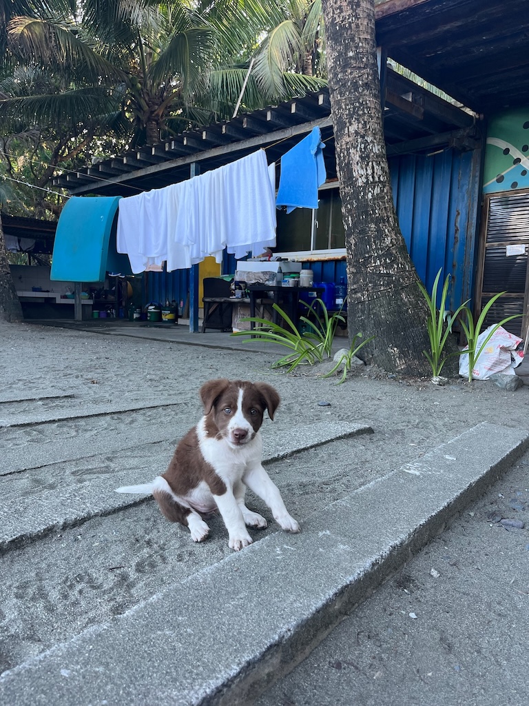 "Ein kleiner braun-weißer Hundewelpe sitzt auf den Betonstiegen. Hinter ihm hängt Wäsche in der Hütte."