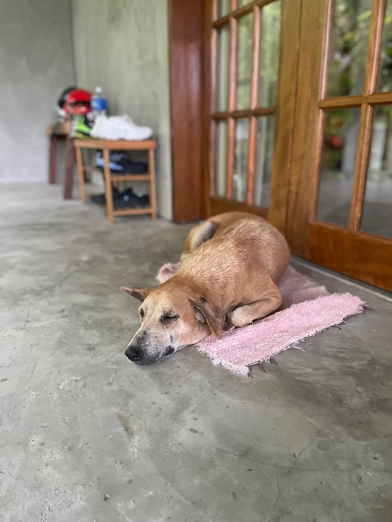 "Kabud macht ein Nickerchen auf dem roten Teppich, vor der Balkontüre. Sie hat ein helles Fell und die Augen geschlossen"