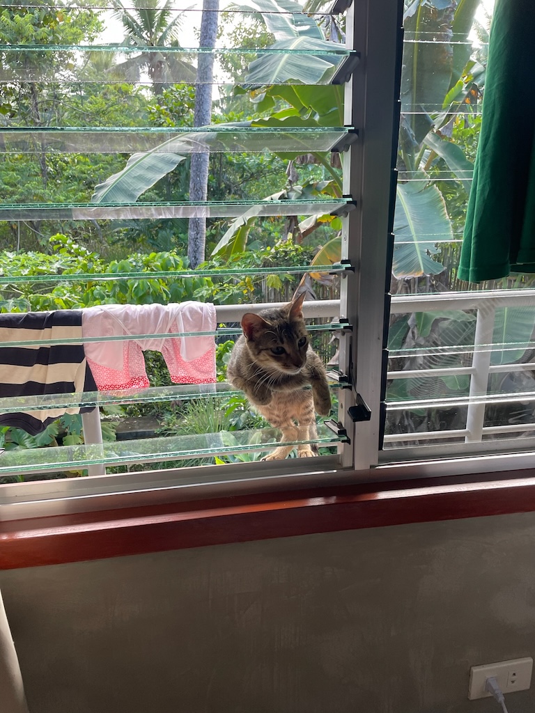 "Eine große getigerte Katze klettert durch eine gläserne Rollo. Dahinter hängt Wäsche am Geländer der Terrasse"