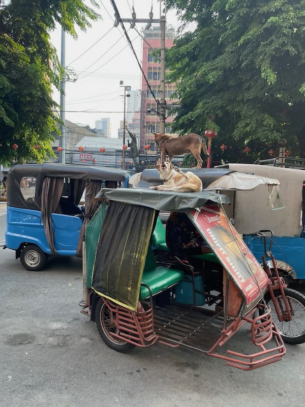 "Vier Tuktuks parken auf der Straße. Zwei Hunde stehen am Dach von einem der Tuktuks."