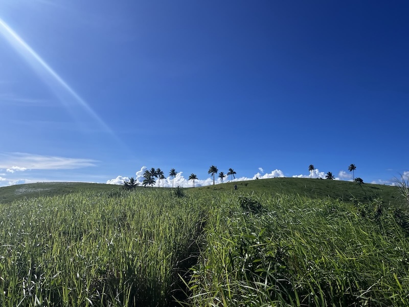 "Hohes Gras über einem Hügel. In der Ferne erkennt man Palmenbäume. Die Sonne strahlt, der Himmel ist blau."