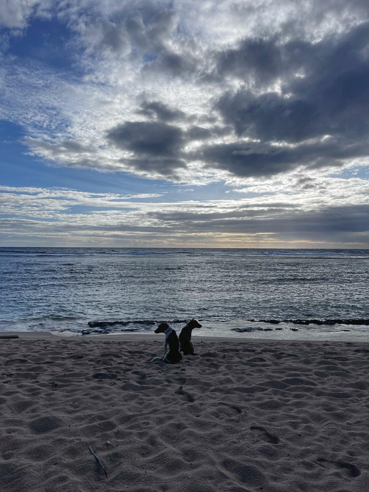 "Zwei Hunde sitzen Rücken an Rücken am Strand. Das Meer ist ruhig und einige dunkle Wolken sind am Himmel erkennbar. Die Sonne ist gerade erst aufgegangen."
