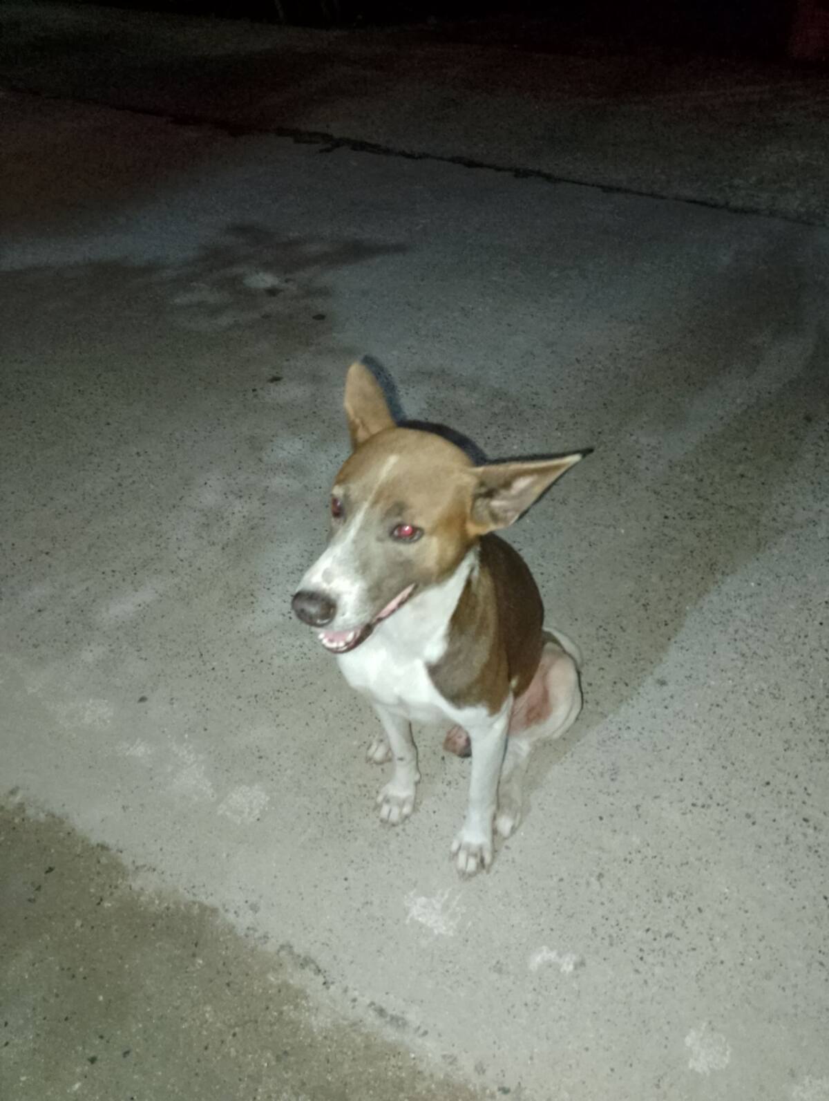 "Ein Hund mit glattem, weiß-braunem Fell sitzt auf der Straße."