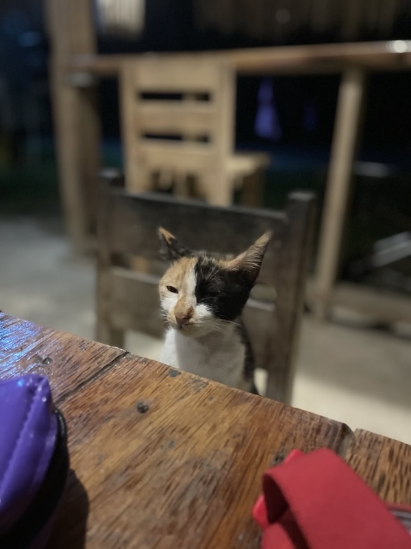 "Eine kleine dreifärbige Katze sitzt auf dem Holzstuhl, der neben dem Tisch steht. Sie wirkt zufrieden"