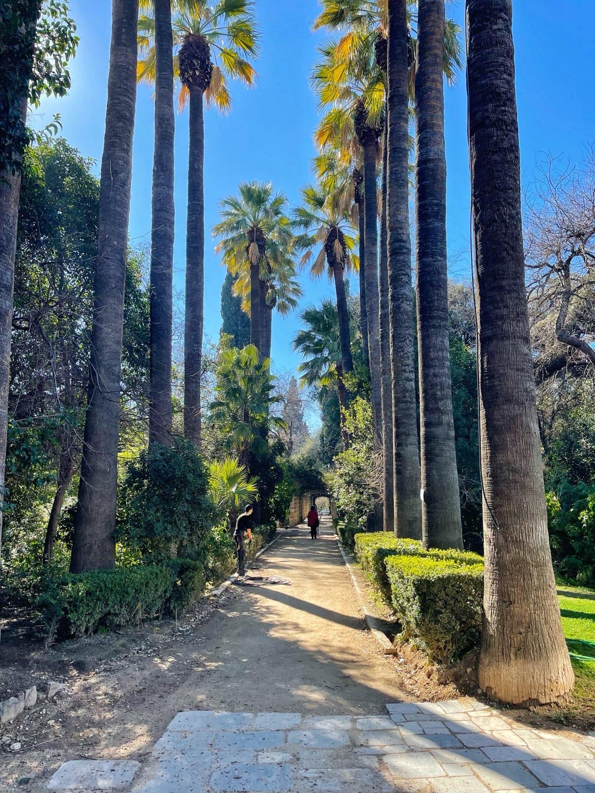 Ein Gehweg aus brauner Erde führt durch den Park. Dieser umgeben von meterhohen Palmen und grünen Büschen. Die Sonne wirft ein helles Licht auf den Weg.