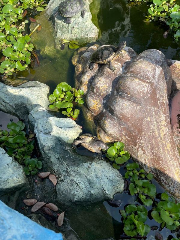 Eine kleine Schildkröte in einem Teich der mit grünen Wasserpflanzen gefüllt ist. Sie steckt zwischen einem Stein und einer Figur fest.