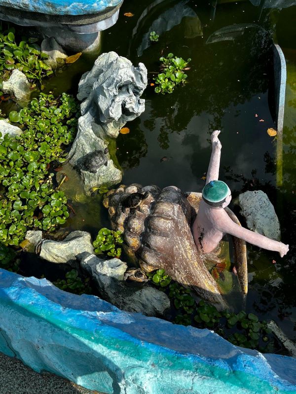 In einem Teich mit grünen Wasserpflanzen sonnen sich kleine Schildkröten auf aus dem Wasser ragenden Steinen und einer Statue des Parks: eine Muschel aus der eine menschliche Figur ragt.