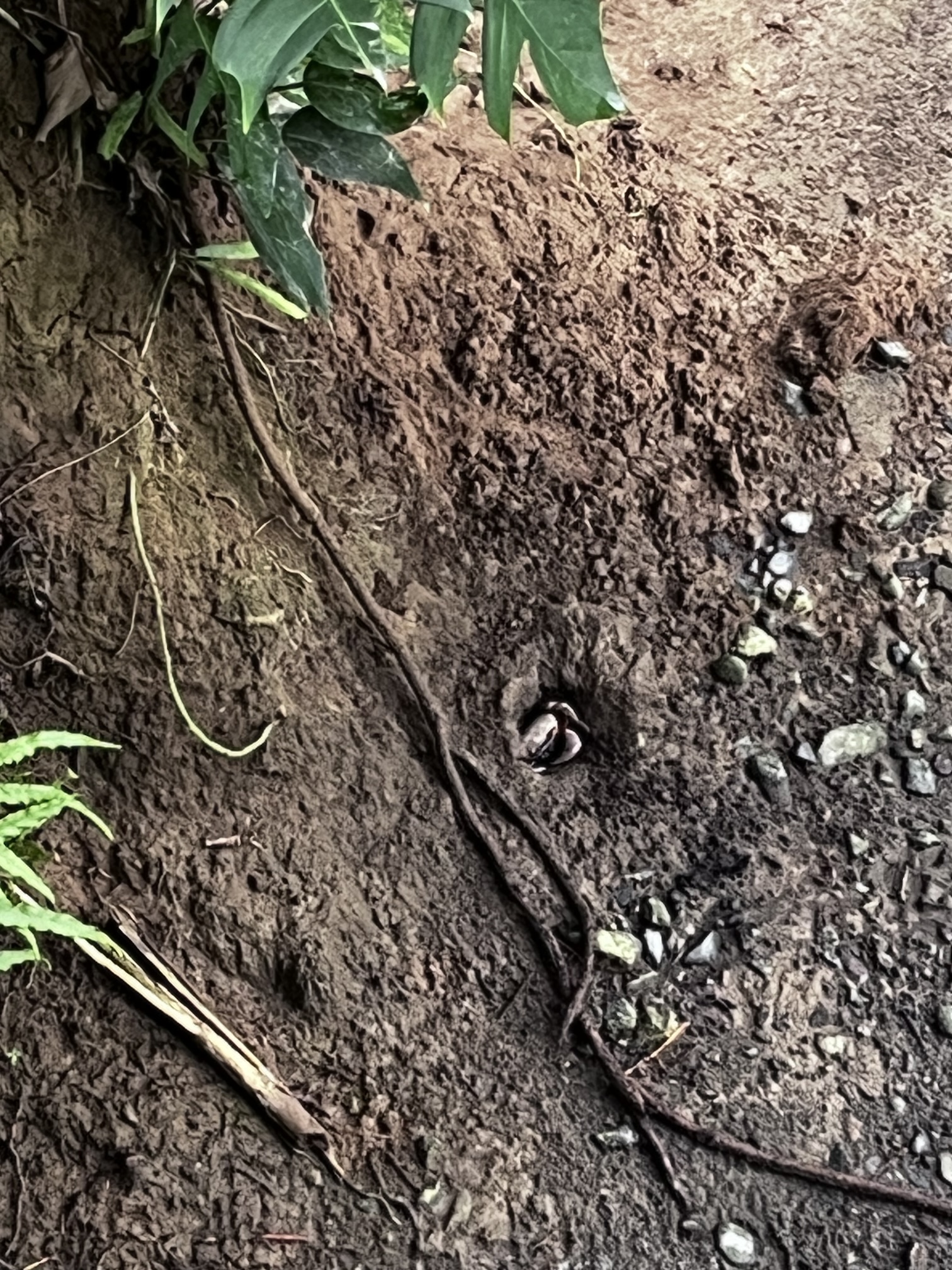 "In der Erde neben einer Wurzel, ist ein kleines Loch in dem sich ein kleiner Krebs versteckt. Man erkennt wie er dort lauert."