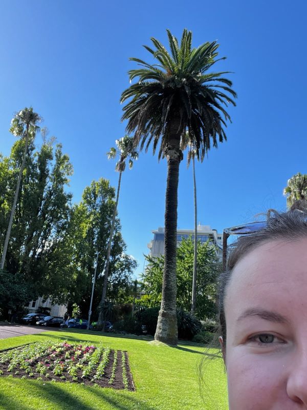 "In einem Park steht eine große Palme auf der Wiese. Sophias Profil ist im Eck recht unten erkennbar."