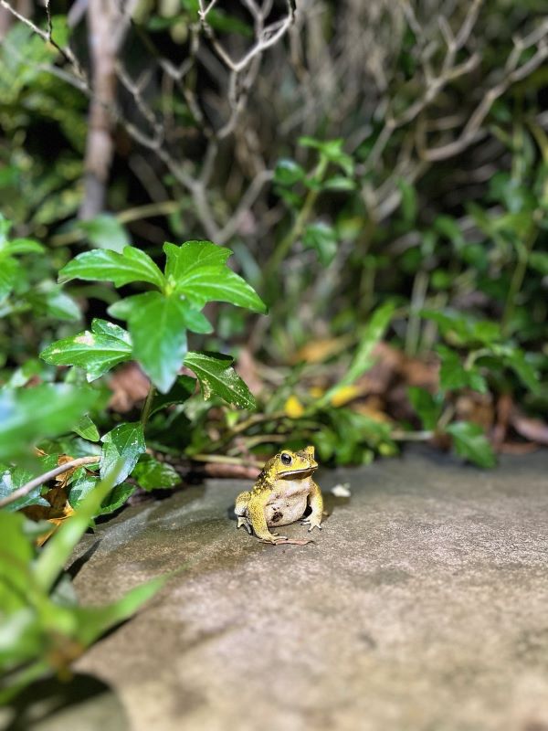 "Ein gelb-brauner Frosch mit weißem Bauch sitzt auf einer Steinplatte, umgeben von grünem Gebüsch."