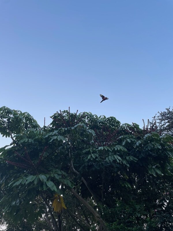 "Aus einer grünbewachsenen Baumkrone fliegt ein Papagei vor einem blauen Himmel."