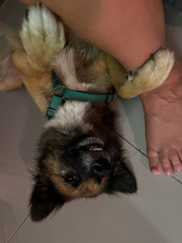 "Brownie, wie er die Zähne gefletscht hat und mit den Tatzen Sophias Bein berührt."