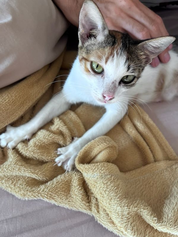 "Eine weiße Katze mit schwarz-rot gemusterten Kopf liegt auf dem Bett und schaut grimmig in die Kamera."