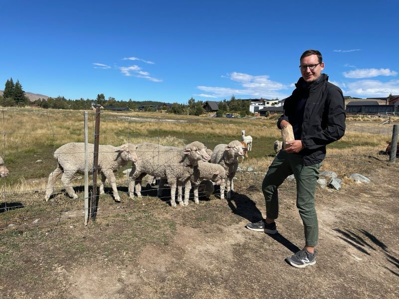 "Manu füttert eine Gruppe von Schafen, die sich am Zaun tummeln."