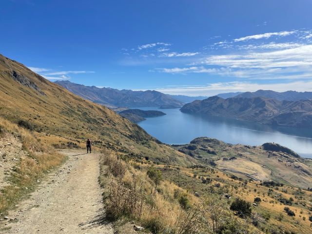 "Der Wanderweg führt an gelben und dunkelgrünen Büschen vorbei. Am Weg spaziert Sophia entlang, dahinter sieht man blauen Himmel mit einigen Wolken, eine Berglandschaft und den blauen Lake Wanaka"