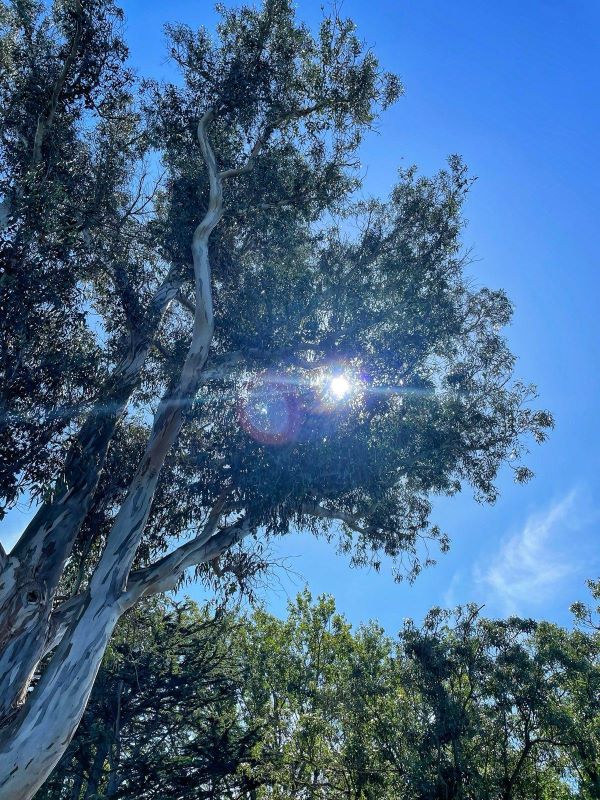 "Die Sonne scheint durch die Blätter eines Eukalyptus-Baumes. Im Hintergrund sind blauer Himmel und mehr Bäume zu sehen."