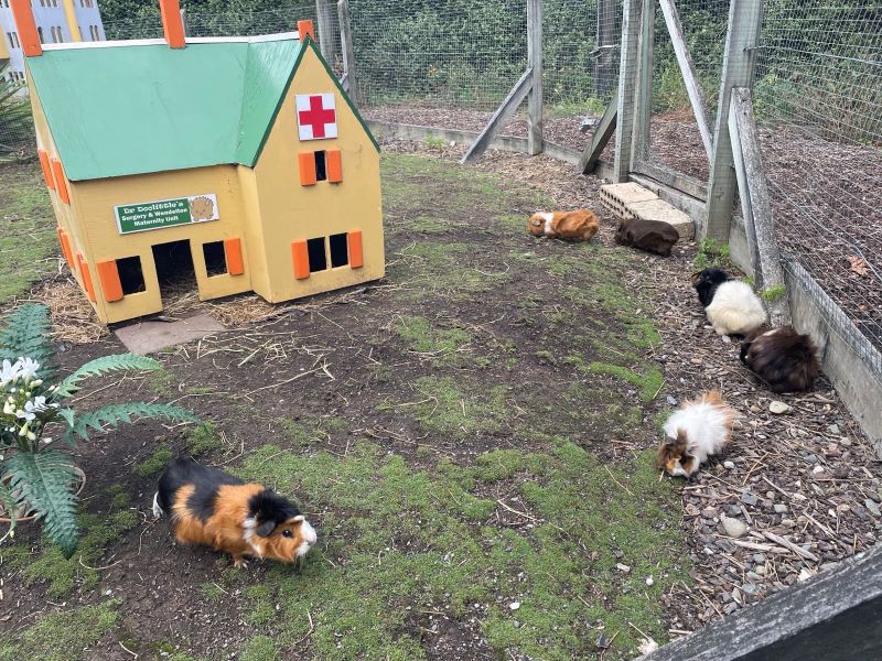 "Sechs Meerschweinchen mit unterschiedlichen Mustern laufen auf einer eingezäunten Grasfläche umher. Im hinteren Bereich des Bildes steht ein gelbes Miniaturhaus aus Holz mit grünem Dach. Ein rotes Kreuz auf weißem Hintergrund ist über den Fenstern zu sehen."