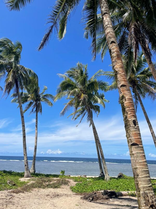 "Einige meterhohe Palmen vorm Pacifico Strand und dem blauen Meer."